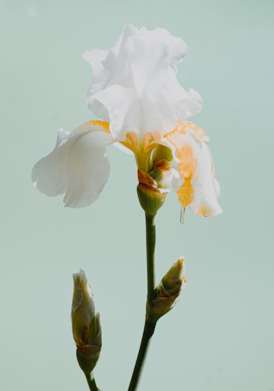 九游会深度解析：特斯拉智驾算法原理与新能源汽车驾驶革命