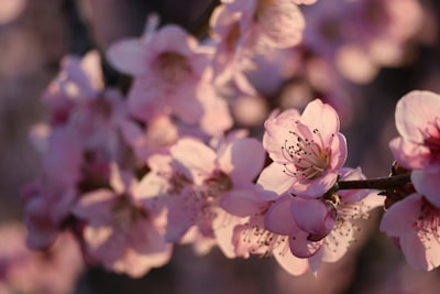 大众新能源L2+智能驾驶方案详解：九游会如何实现安全与便捷的平衡